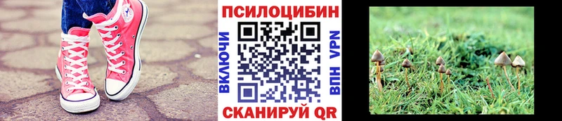 Псилоцибиновые грибы Psilocybine cubensis  Купить где  Славгород 
